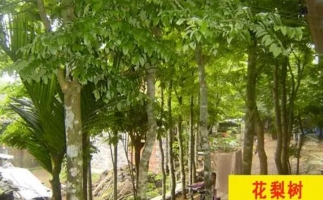 紅花梨下腳料千萬別再丟了，都是寶啊